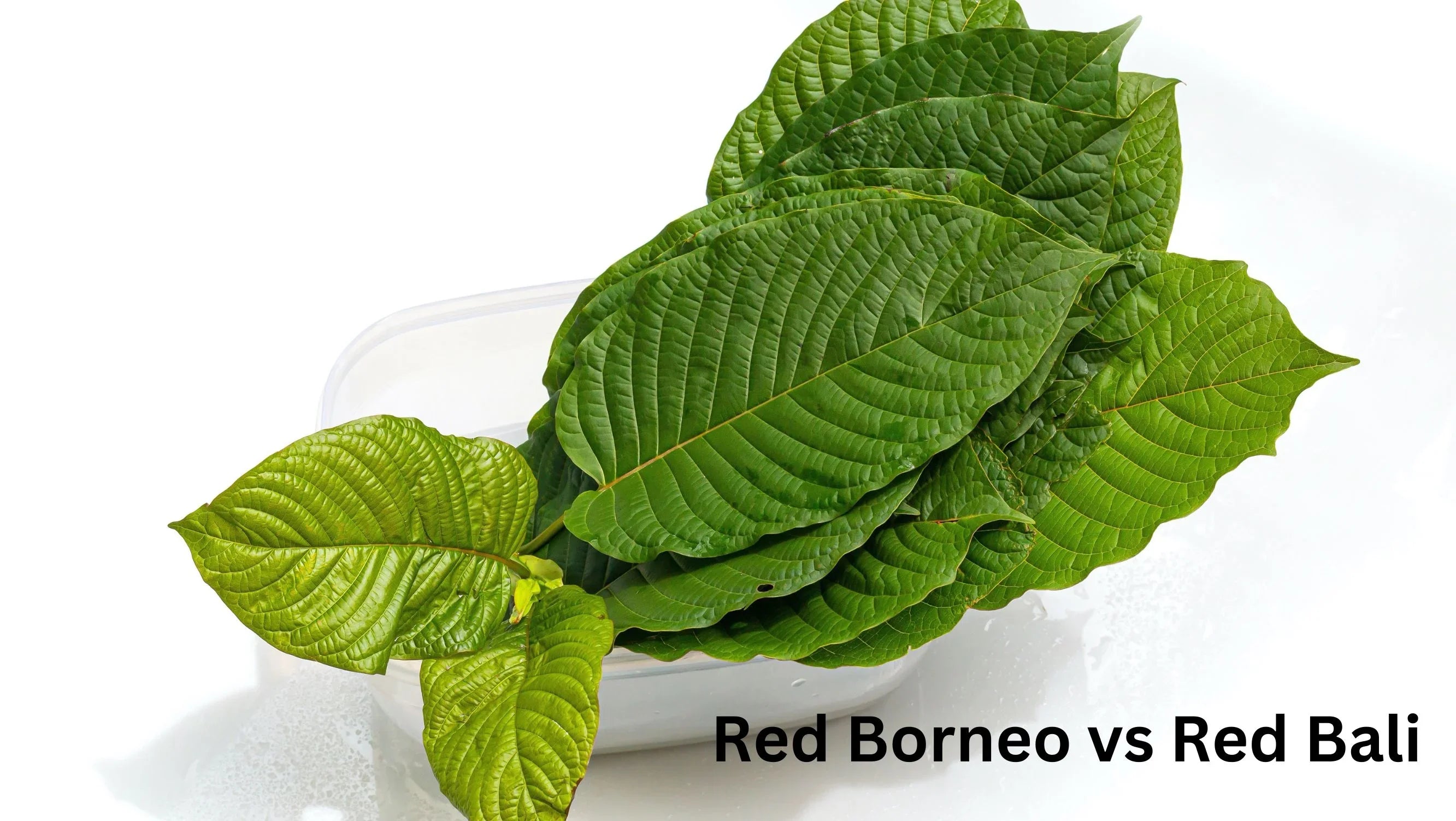 Red Borneo vs Red Bali