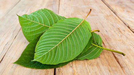 Kratom for Focus: Which Strains Are Best?