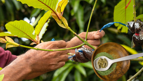 Kratom Alkaloids List: A Detailed Review of Their Properties