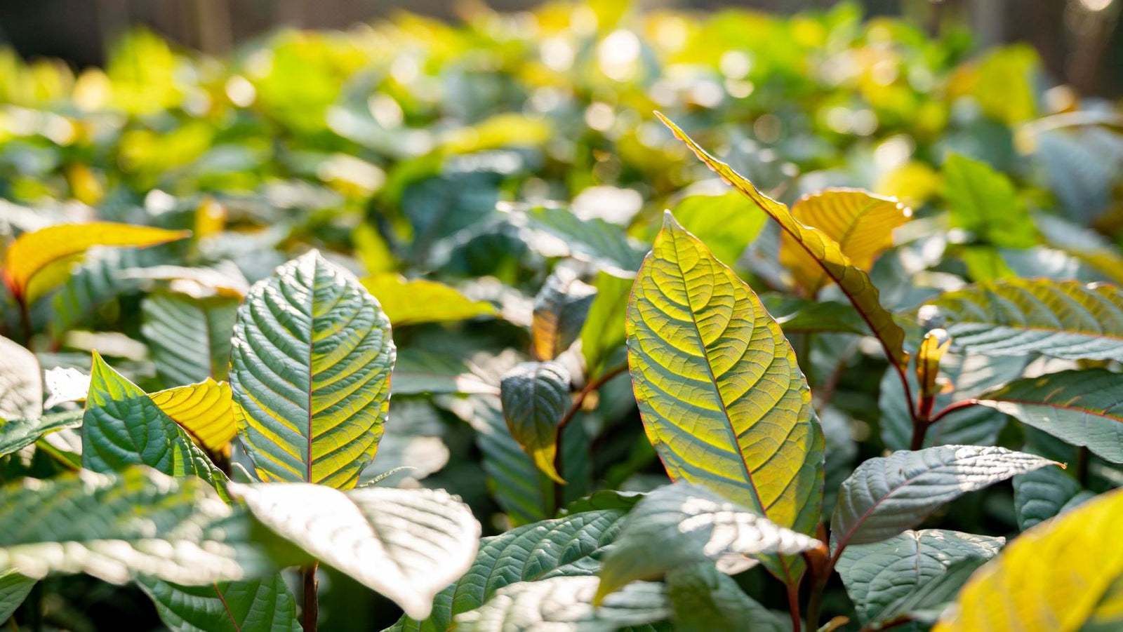 Growing Kratom