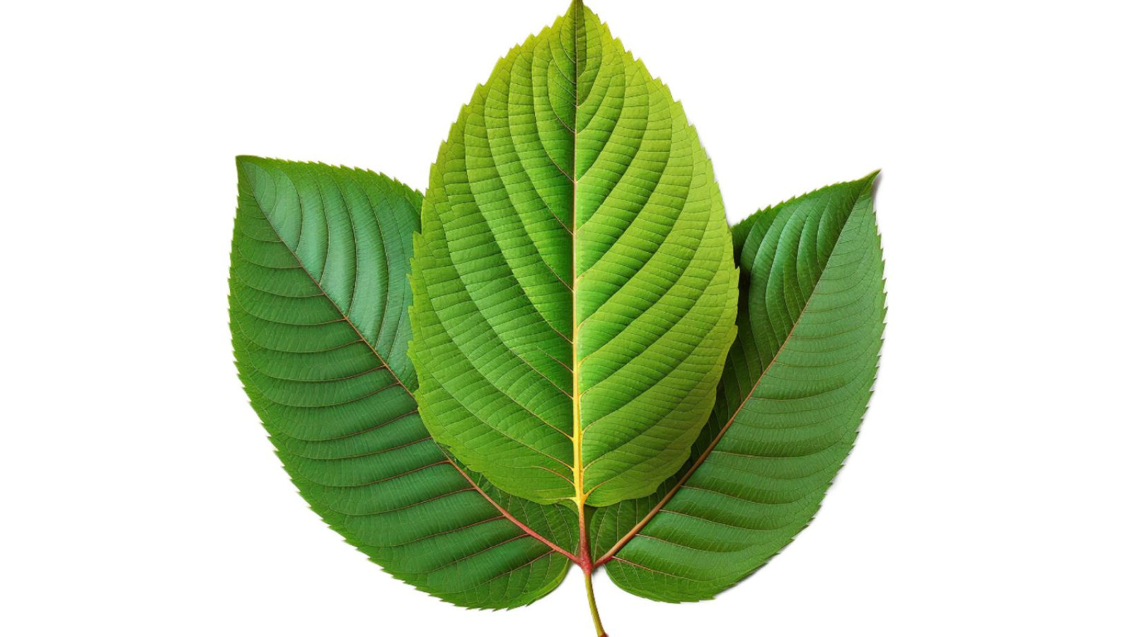 How Long Does Kratom Stay in Your System
